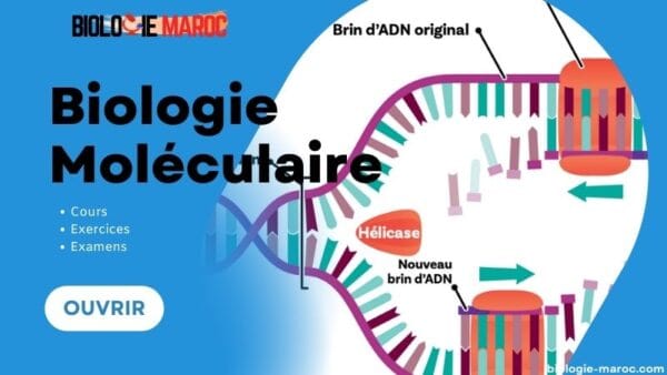 Biologie Moléculaire: Cours, Résumé, TD, TP & Examens PDF S5