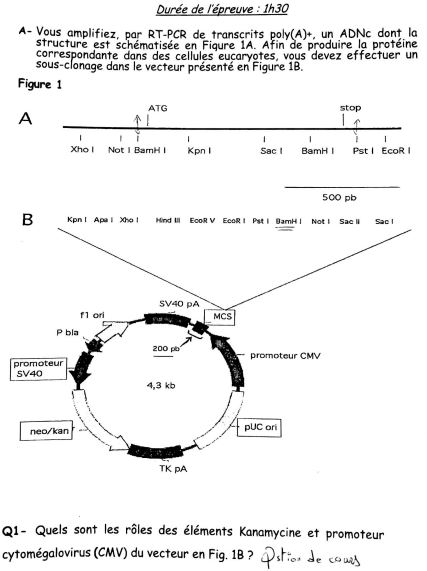 Examen Biologie Moléculaire PDF