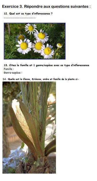 Exercices de Floristique S4 PDF