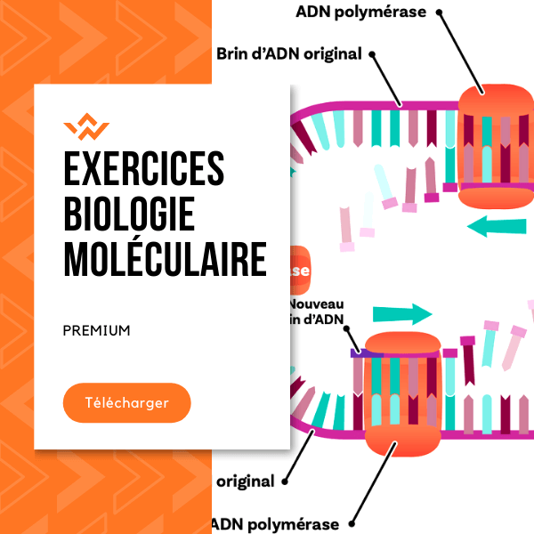 +10 Exercices Biologie Moléculaire S5 PDF 💥 - biologie moléculaire