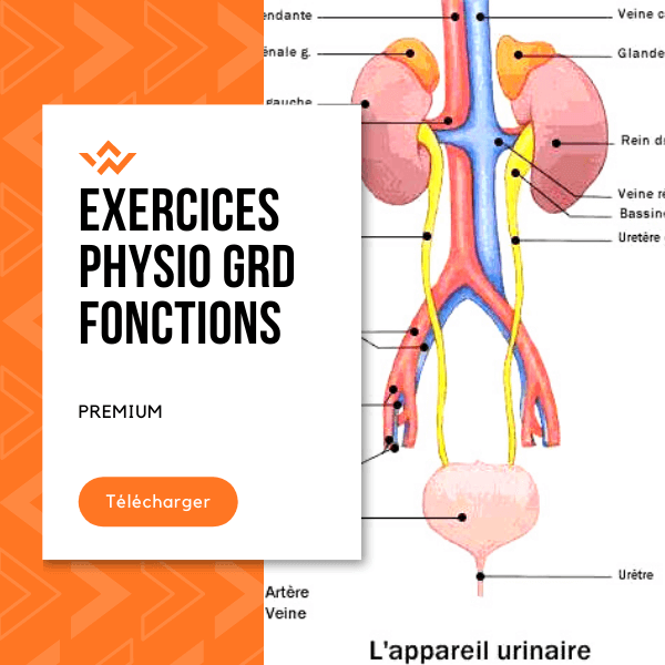exercices Physiologie des grandes fonctions